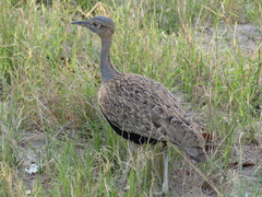 Eupodotis ruficrista