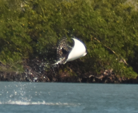 Photo of Spotted eagle ray (Aetobatus narinari)