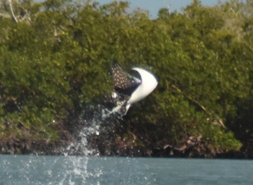 Spotted eagle ray