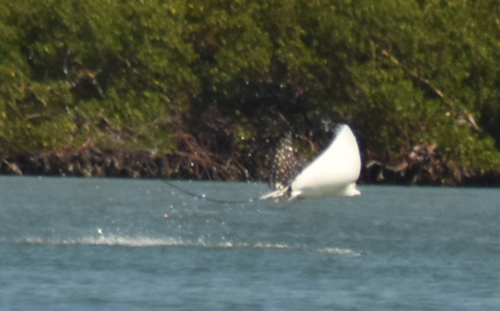Photo of Spotted eagle ray (Aetobatus narinari)