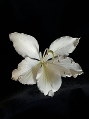 Bauhinia