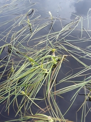 Sparganium angustifolium