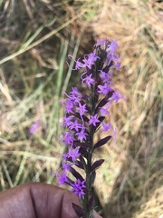 Liatris acidota