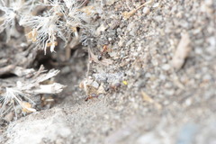 Cardiocondyla mauritanica