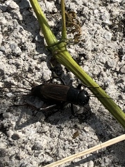 Gryllus pennsylvanicus