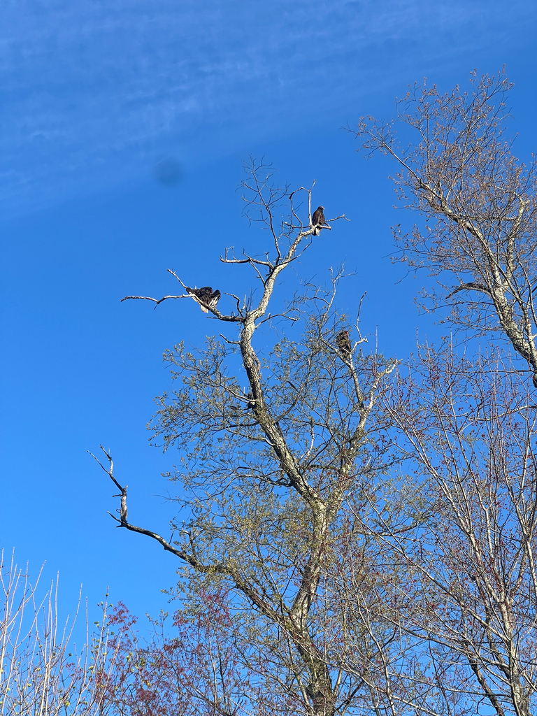 Turkey Vulture