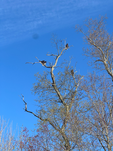 Turkey Vulture