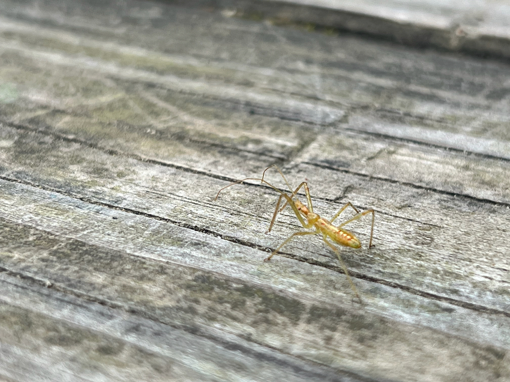 Pale Green Assassin Bug