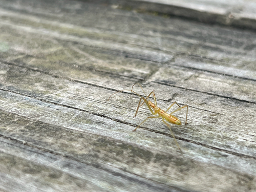 Pale Green Assassin Bug