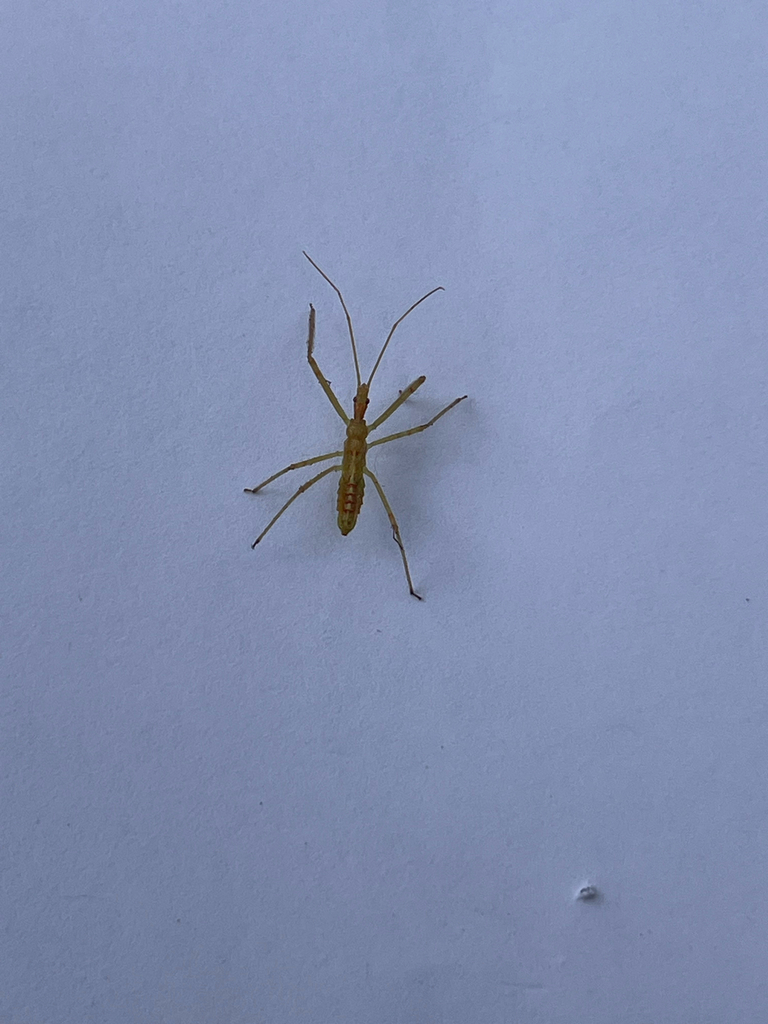 Pale Green Assassin Bug