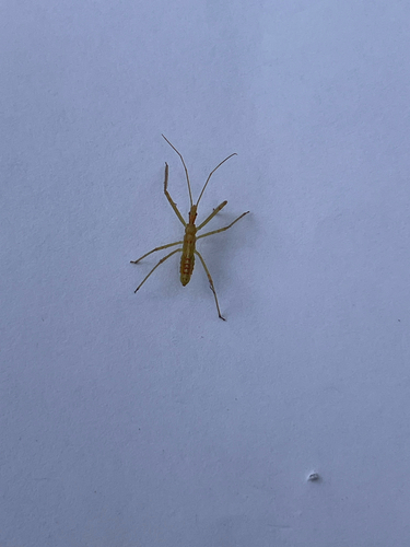 Pale Green Assassin Bug