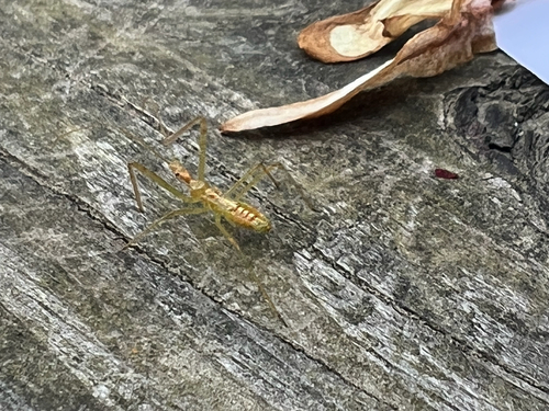Pale Green Assassin Bug