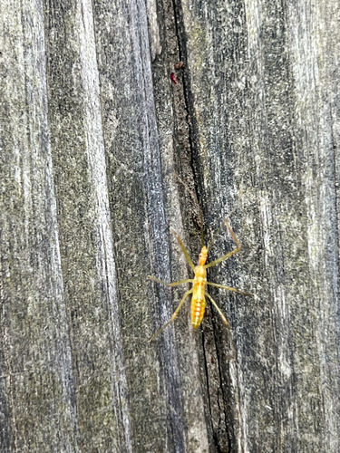 Pale Green Assassin Bug
