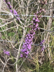 Liatris acidota