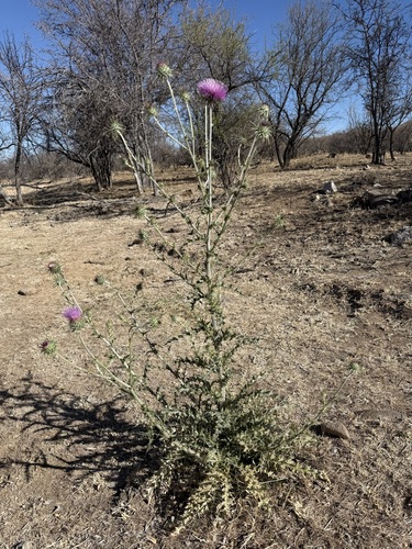 Image of Cirsium neomexicanum by (c) Sue Carnahan, some rights reserved (CC BY)