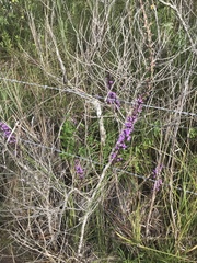 Liatris acidota