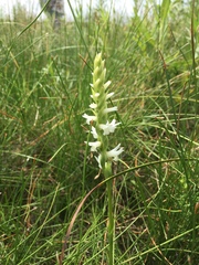 Spiranthes diluvialis