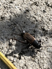 Gryllus pennsylvanicus
