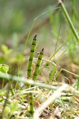 Equisetum × moorei