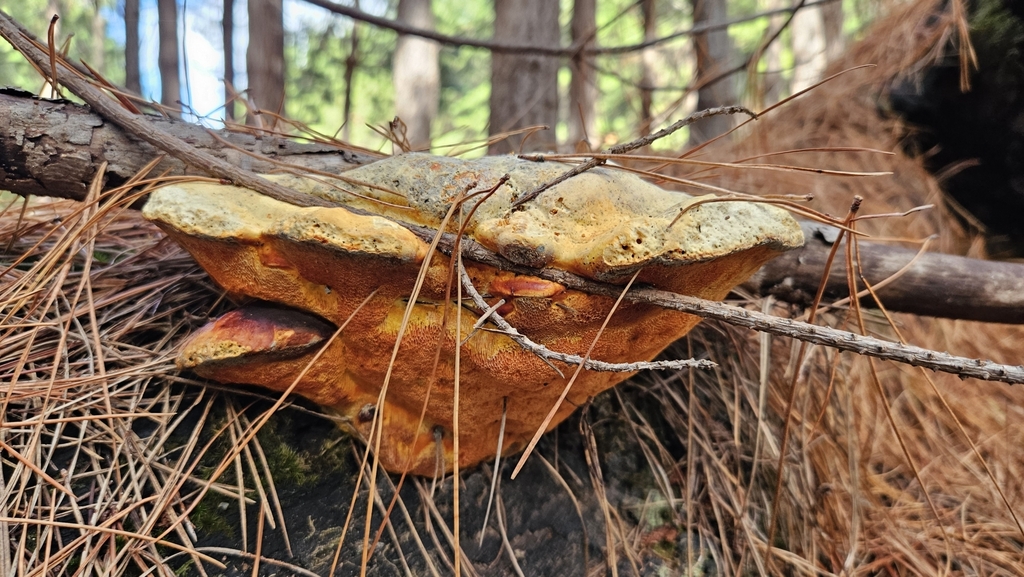 Piptoporus australiensis