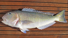 Brazilian Tilefish photo 2