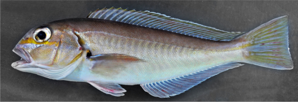 Pacific Golden-Eyed Tilefish