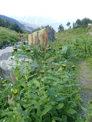 Pentanema orientale