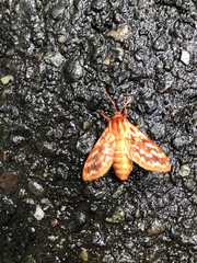 Lophocampa roseata