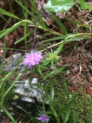 Liatris compacta