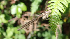 Platycnemis acutipennis
