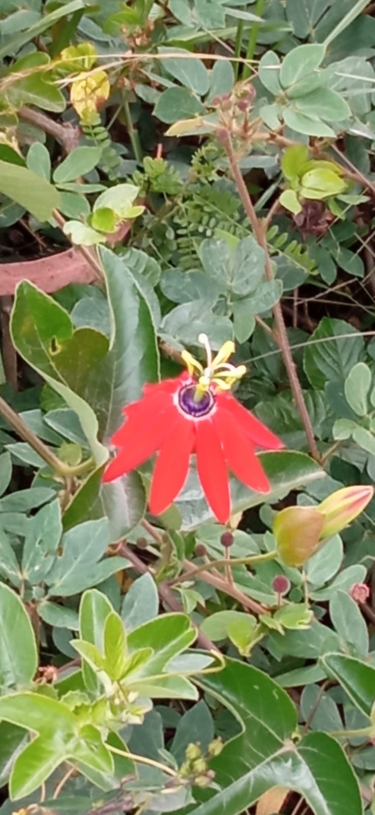Imagem de Maracujá-vermelho