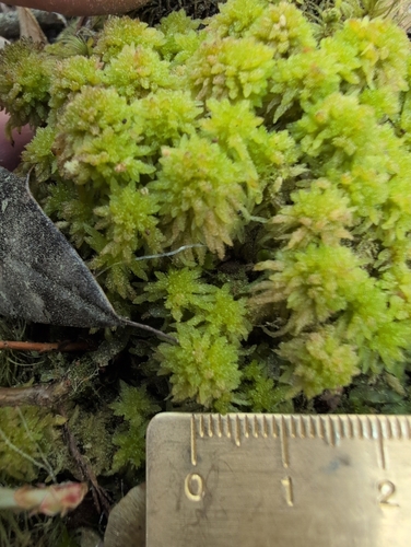 Sphagnum bartlettianum, 2025-04-24