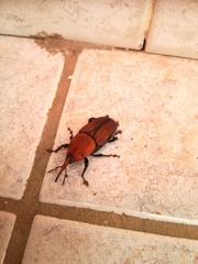 Rhynchophorus ferrugineus