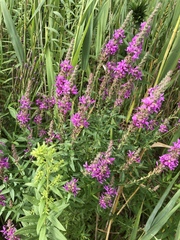 Lythrum salicaria