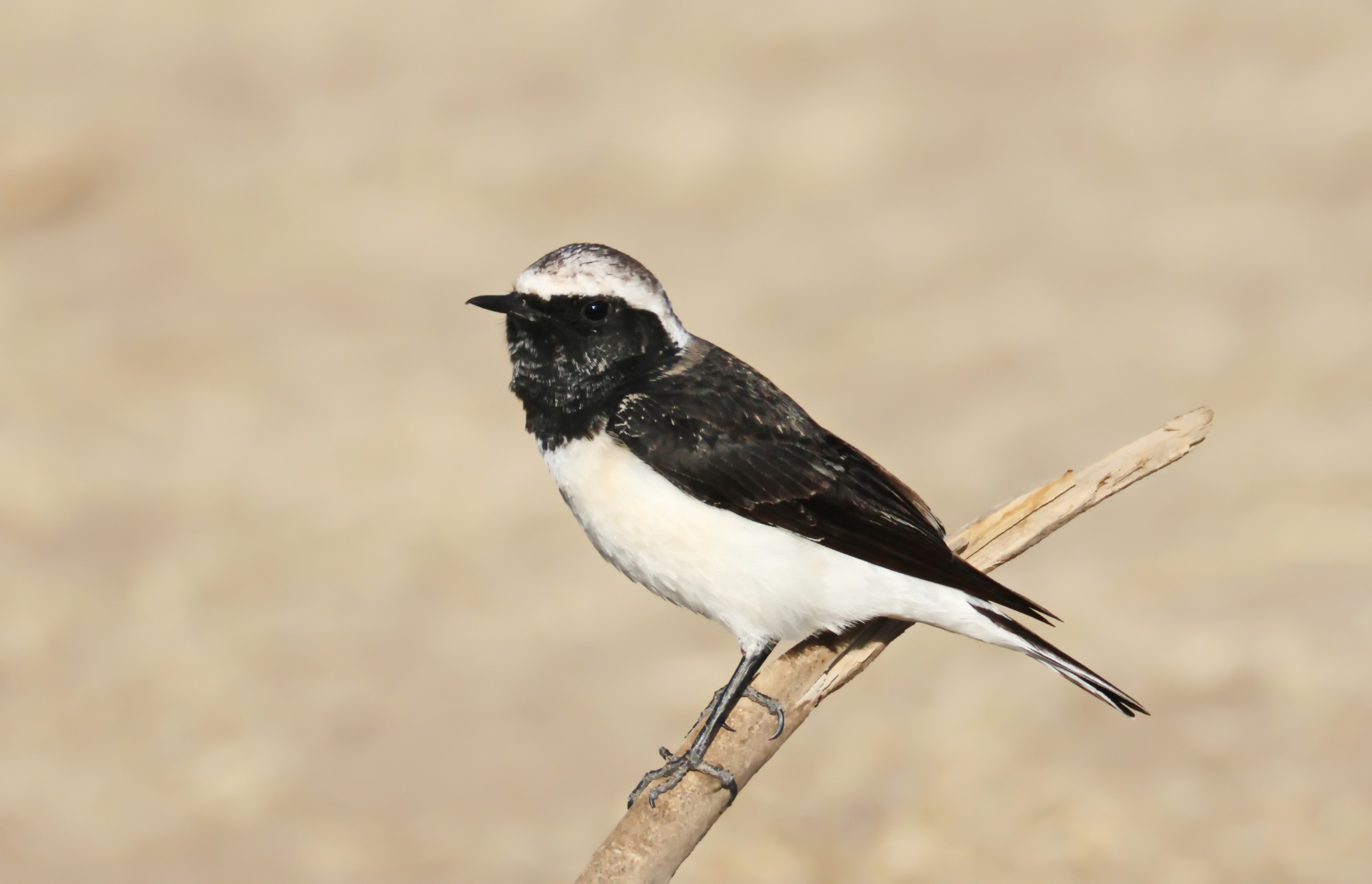 Pied Wheatear (Oenanthe pleschanka)