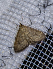 Anania fuscalis