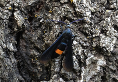 Synanthedon exitiosa