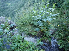 Cirsium sychnosanthum