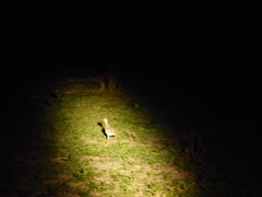 Burhinus capensis capensis