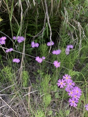 Primula nutans