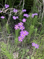 Primula nutans