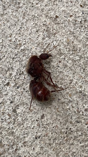 Texas Leafcutter Ant