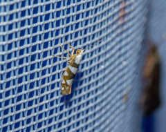 Argyresthia brockeella