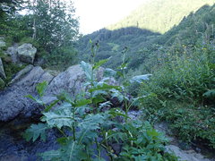 Cirsium sychnosanthum