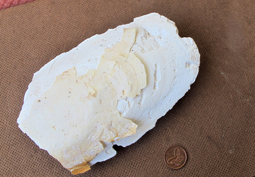 Sepiida