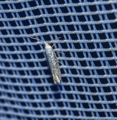 Argyresthia retinella