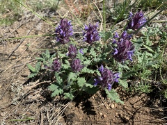 Dracocephalum pinnatum