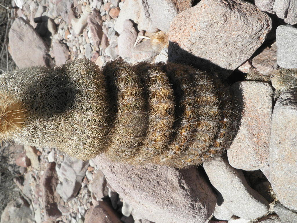 Echinocereus grandis, Hermosillo, MX-SO, MX