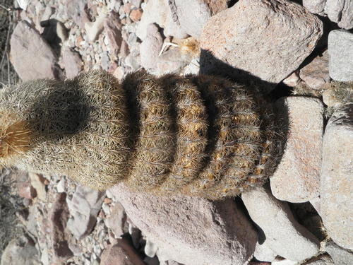 Echinocereus grandis