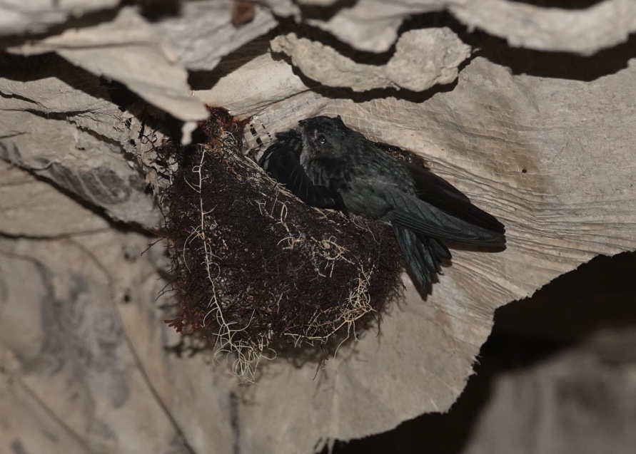 Seram Swiftlet illustration